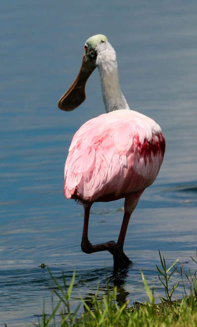 Roseated-spoonbill